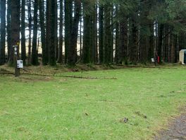 More fallen trees