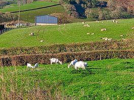 More goats