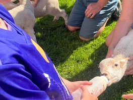 Feeding lambs