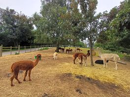 Alpacas