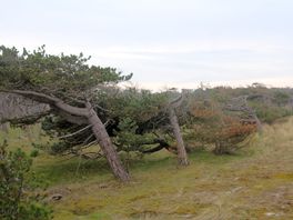 Dunes wild life area