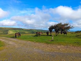 Horses