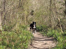 Forest walk