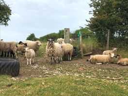 Friendly sheep