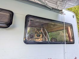 Dogs first adventure
