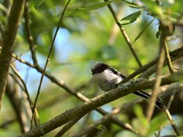 Long tail tit within mile of campsite