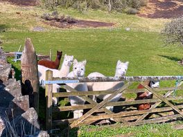 Alpacas