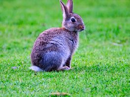 Campsite rabbit