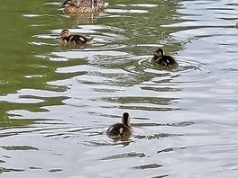 Ducks