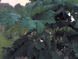Giant prehistoric plant
