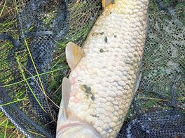 A fishy