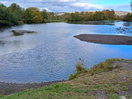 The lake. dogs loved it.