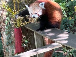 Red panda