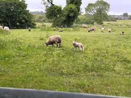 Sheep at the back of camp