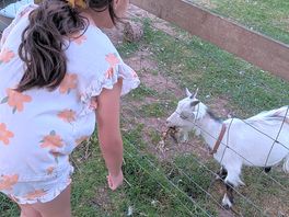 Feeding the pig my goats