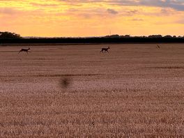Wild deer at sunset