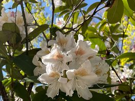 Flora and fauna