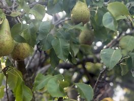 Fresh pears