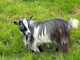 Goats in the field nearby!