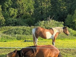 Beautiful horses