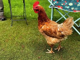 Chicken - we called him steve, daily visitor