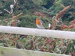 Red robins are common