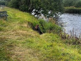 The river through the field