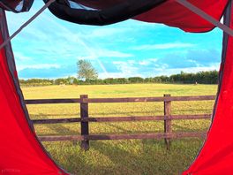 Alpaca field from the tent