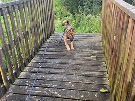 Dogs can run and play