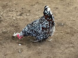 Chicken