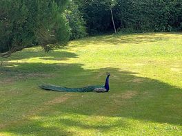 Friendly wildlife