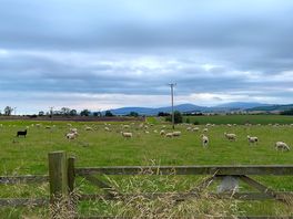 Sheep