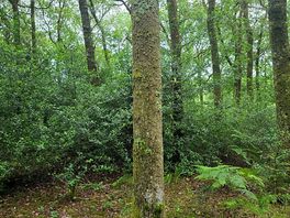 Woodland walk