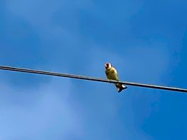 Wildlife