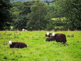 Farmers sheep