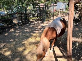 Attività bambini pony