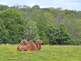 Camel