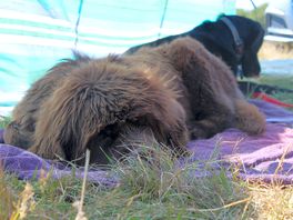 Big dog friendly
