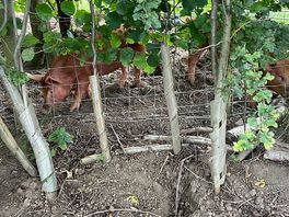 Local pigs