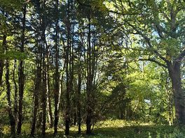 So much greenery