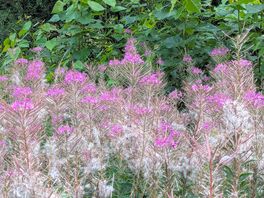 Wild flowers