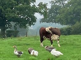 Field next door