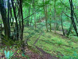 Woods that surround the camp site.