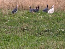 Morning visitors