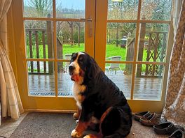 Monty desperate to get outside to the beautiful garden area