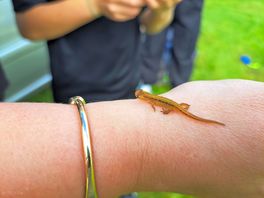 Newt