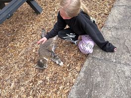 Friendly kitty