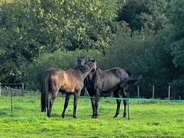 Horses