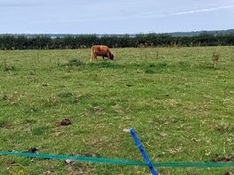 Cows