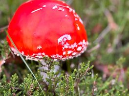 Wild shrooms